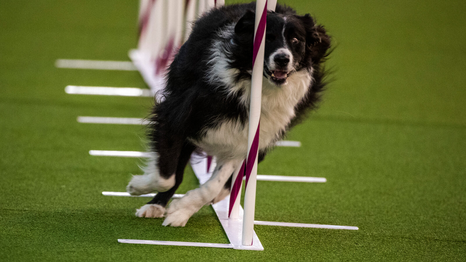 How Did a Border Collies Job NYT Story Happen Real Life Herding Tales