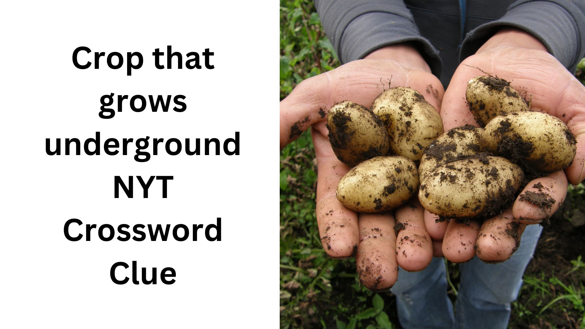 Where to buy crop that grows underground nyt: Find trusted sources today.