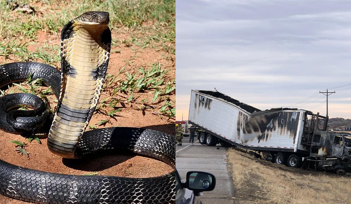 Spotting King Cobras Casper Wyoming? Heres How to Stay Safe Right Now