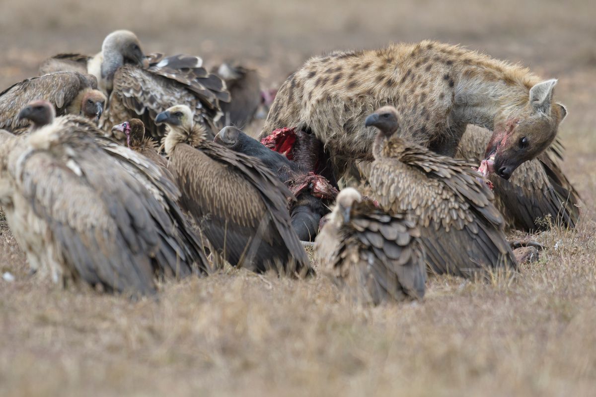 What causes fare eaten by scavengers? Easy ways to prevent it now.
