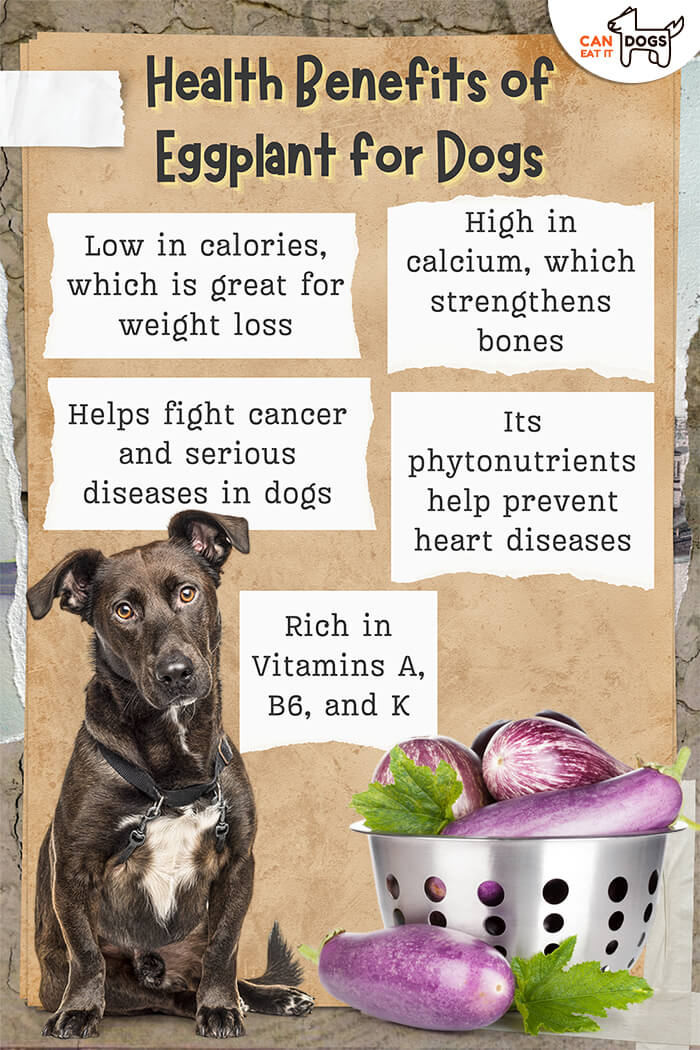 Is eggplant good for dogs? (Learn the yes or no facts here)
