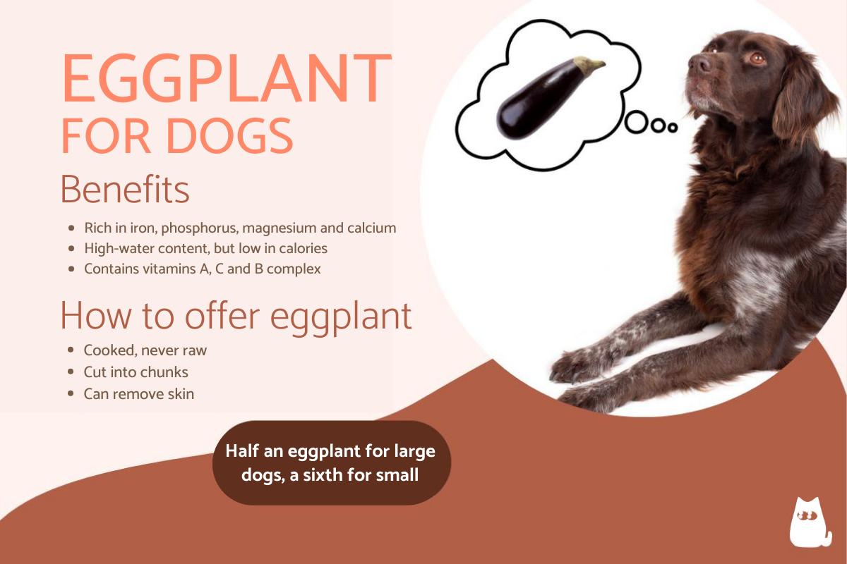 Is eggplant good for dogs? (Learn the yes or no facts here)